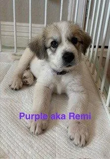 Remi thumbnail 4