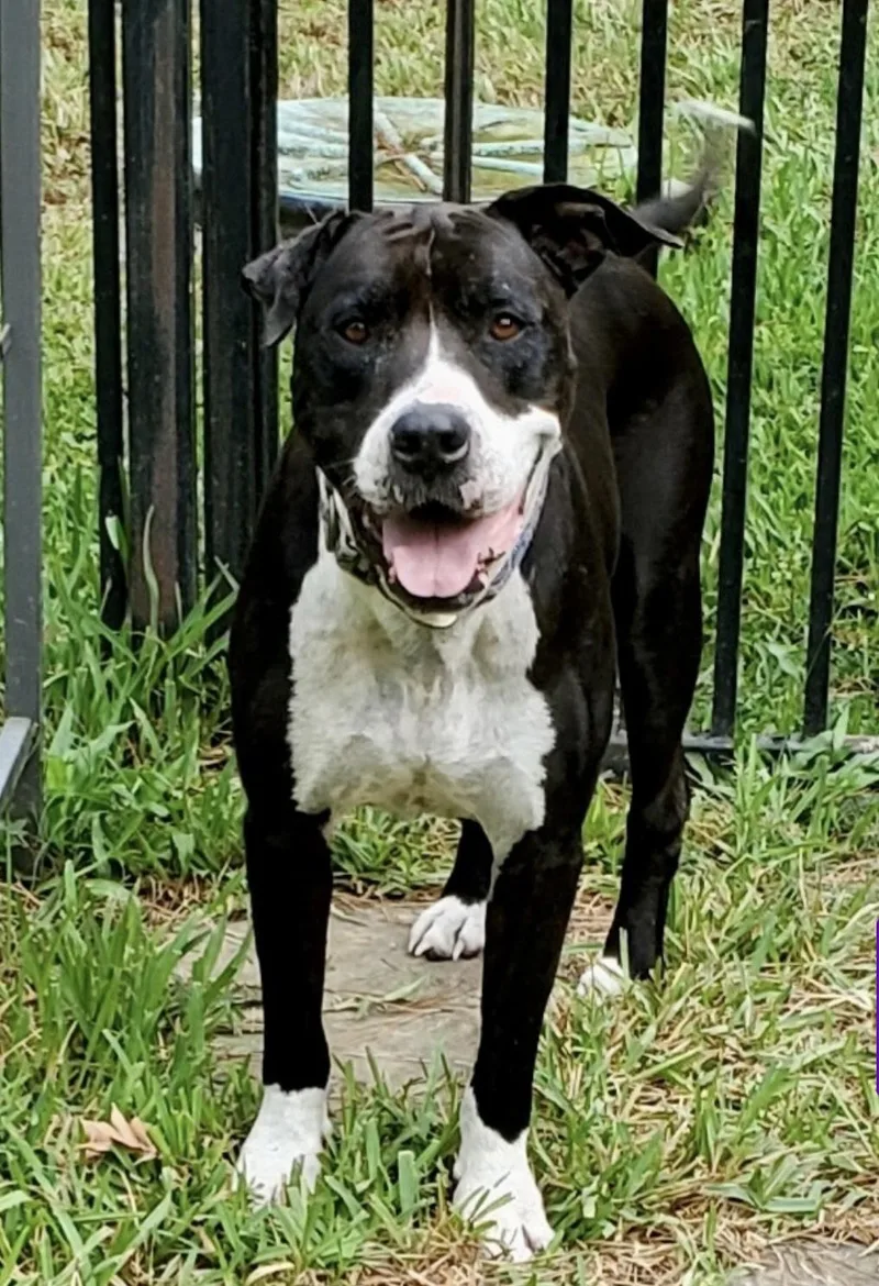 A senior large-sized male Black American Staffordshire Terrier dog named Gulliver for adoption in Tomball, TX