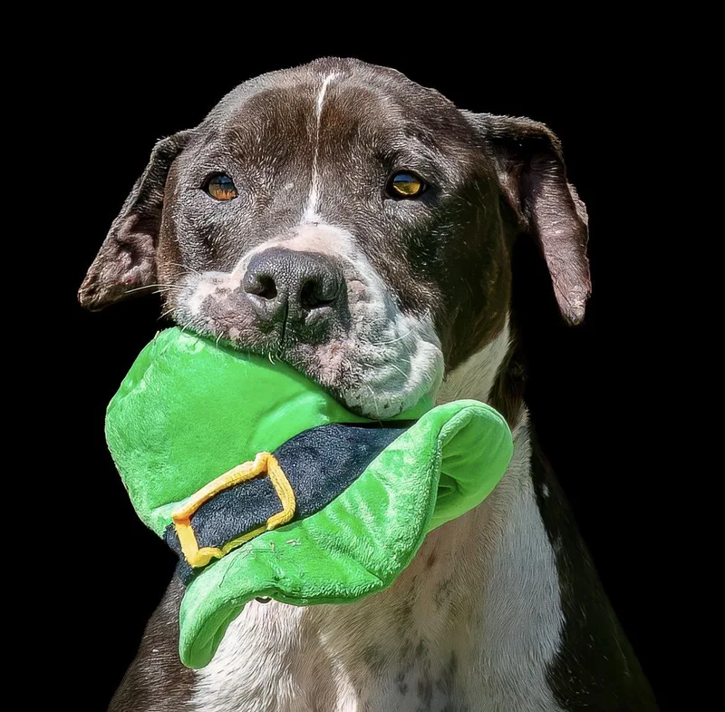 Gulliver thumbnail 4
