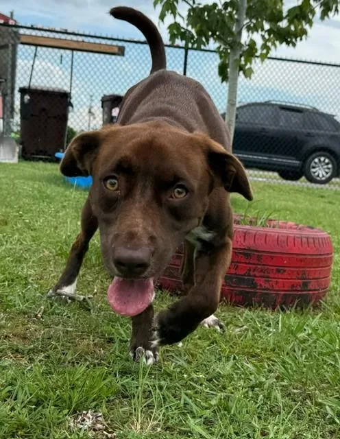 Cocoa