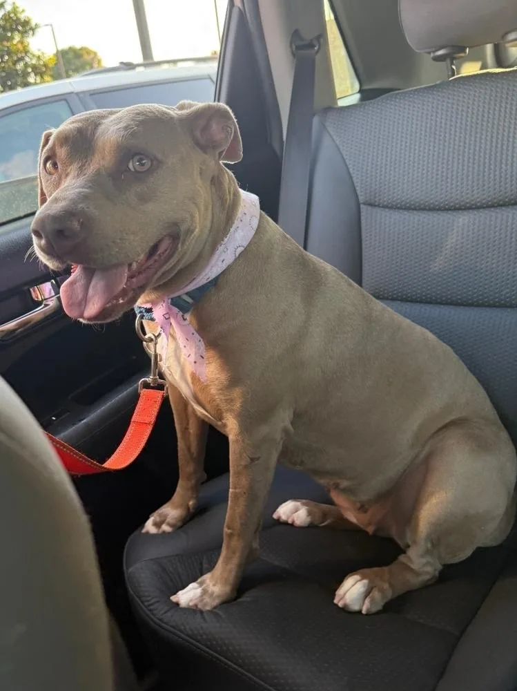 A young medium-sized female American Staffordshire Terrier dog named Brooklyn for adoption in La Grande, OR
