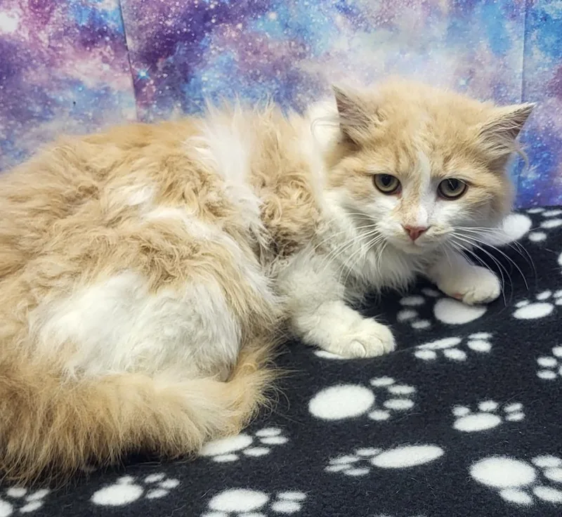 A baby medium-sized male Domestic Long Hair cat named Lion Heart for adoption in Washington Court House, OH