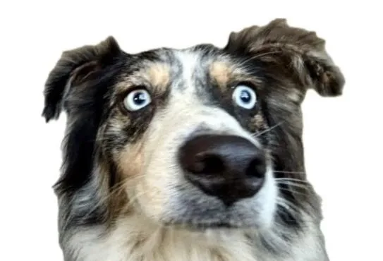 A young medium-sized female Merle (Blue) Australian Shepherd dog named Bentley for adoption in Boulder, CO