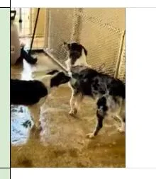 Bentley thumbnail 2