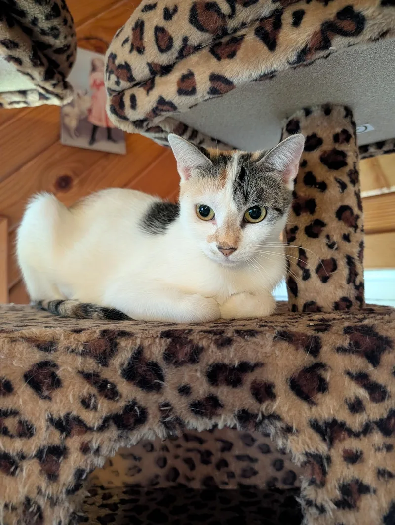 A young medium-sized female Calico Domestic Short Hair cat named Jenny Sue for adoption in Lacon, IL