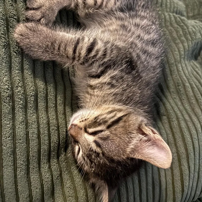A baby small-sized male Black Domestic Short Hair cat named Helium for adoption in Austin, TX