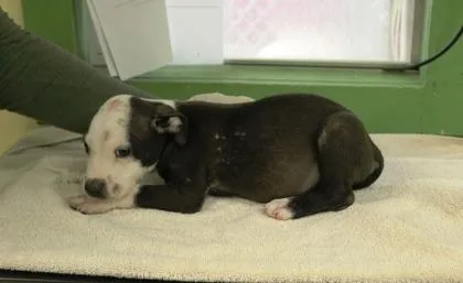 A baby medium-sized male Terrier dog named Pea Body for adoption in Picayune, MS