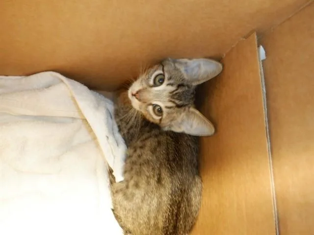 A baby small-sized female Domestic Short Hair cat named Mauve for adoption in San Jose, CA