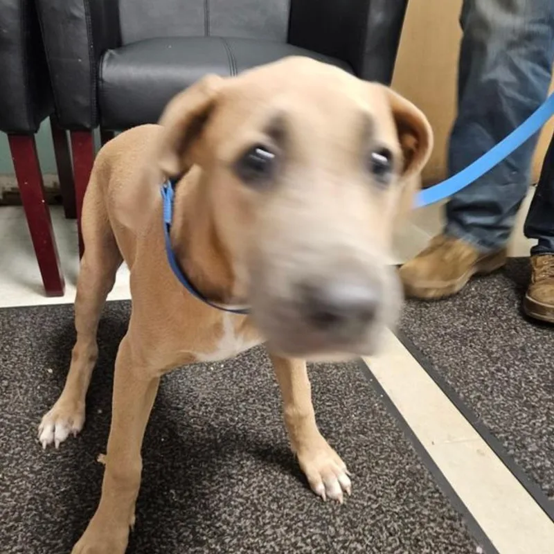 A young medium-sized male Pit Bull Terrier dog named Boone for adoption in Birmingham, AL