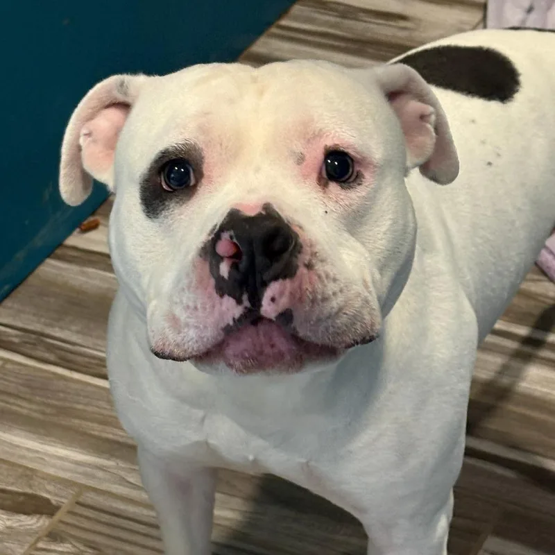An adult large-sized male White / Cream American Bulldog dog named Pirate for adoption in West Des Moines, IA