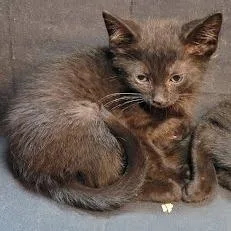 A baby small-sized male Black Domestic Short Hair cat named Dib for adoption in South Elgin, IL