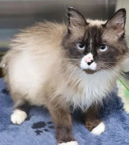 An adult medium-sized female Domestic Long Hair cat named Nikki for adoption in Buffalo, MN