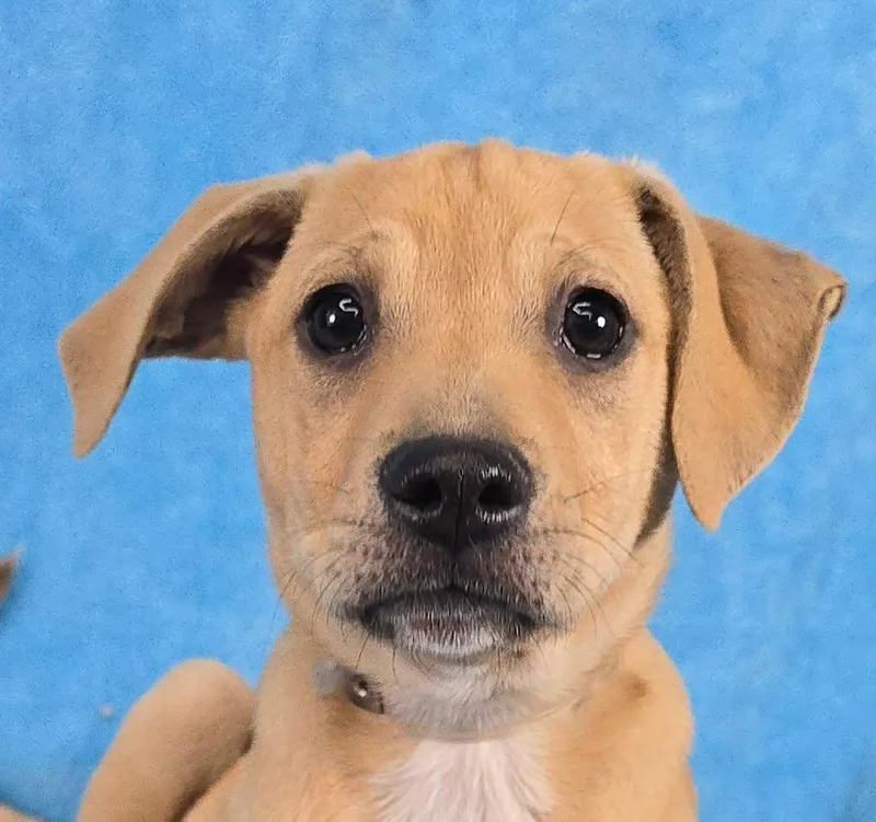 A baby medium-sized female Brown / Chocolate Hound dog named Tapit for adoption in Newport, TN