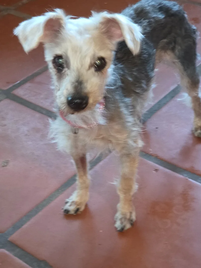 A senior small-sized male Tricolor (Brown, Black, & White) Yorkshire Terrier dog named Homer for adoption in Tucson, AZ