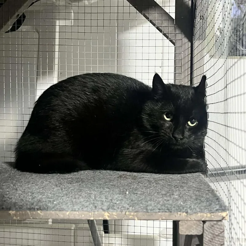 A young small-sized male Black Domestic Short Hair cat named Goblin for adoption in Sioux Falls, SD
