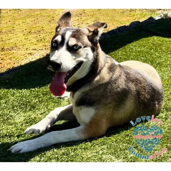 A baby medium-sized female Tricolor (Brown, Black, & White) Pomsky dog named Aurora for adoption in Inglewood, CA