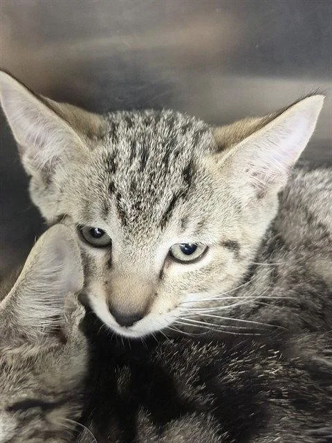 A baby small-sized male Brown / Chocolate Domestic Short Hair cat named Gold Rush for adoption in Tavares, FL