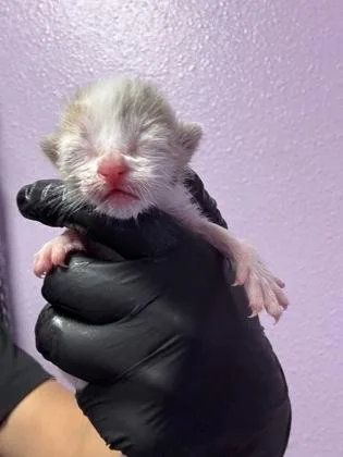 A baby medium-sized female White Domestic Short Hair cat named 61435847 for adoption in El Paso, TX