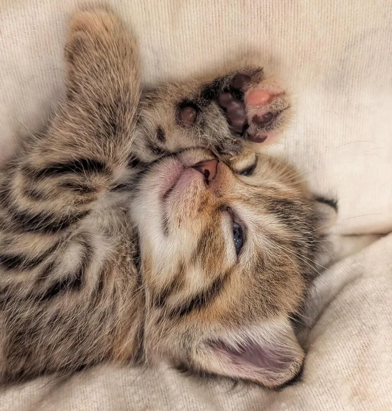 A baby small-sized female Domestic Short Hair cat named Nancy for adoption in Ferndale, MI