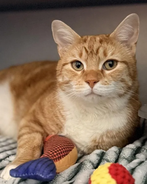 An adult large-sized male Domestic Short Hair cat named Manicotti for adoption in Canton, GA