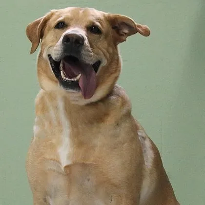 An adult large-sized male Yellow / Tan / Blond / Fawn Labrador Retriever dog named Jack for adoption in Rapid City, SD