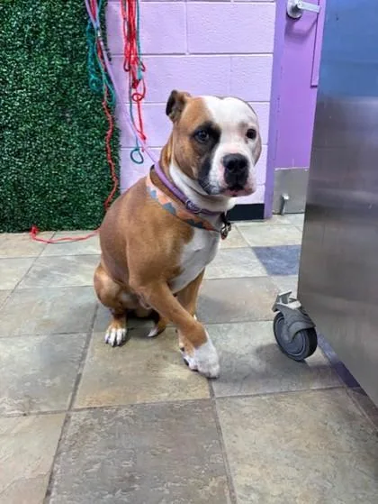 An adult large-sized male Brown / Chocolate Pit Bull Terrier dog named Cash for adoption in El Paso, TX