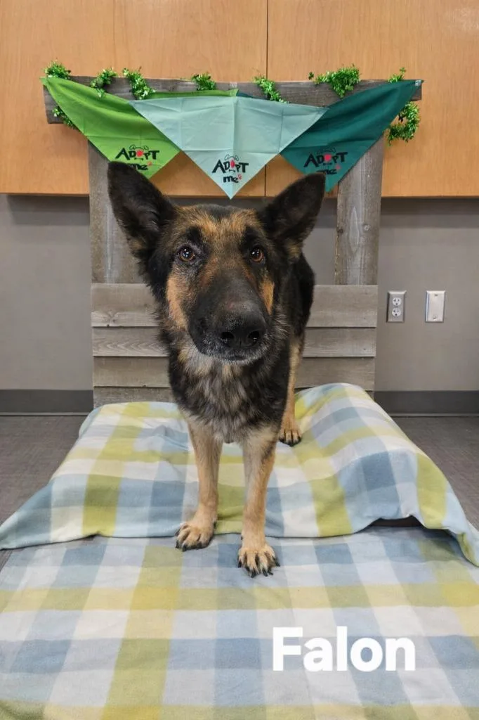 Falon Yrly thumbnail 2