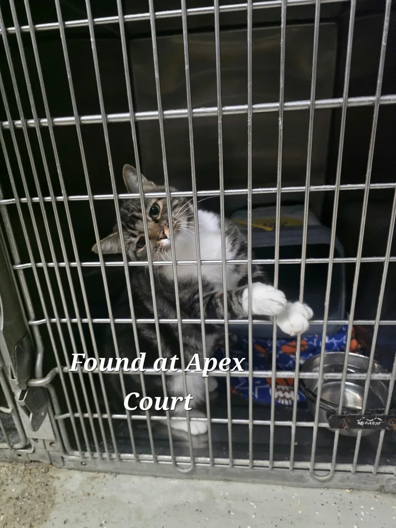 An adult large-sized male Domestic Short Hair cat named Casparus for adoption in Detroit Lakes, MN