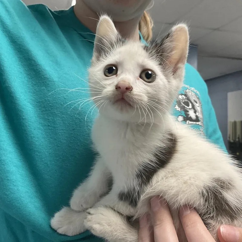 A baby small-sized male White Domestic Short Hair cat named Slim Jim for adoption in St Joseph, MO