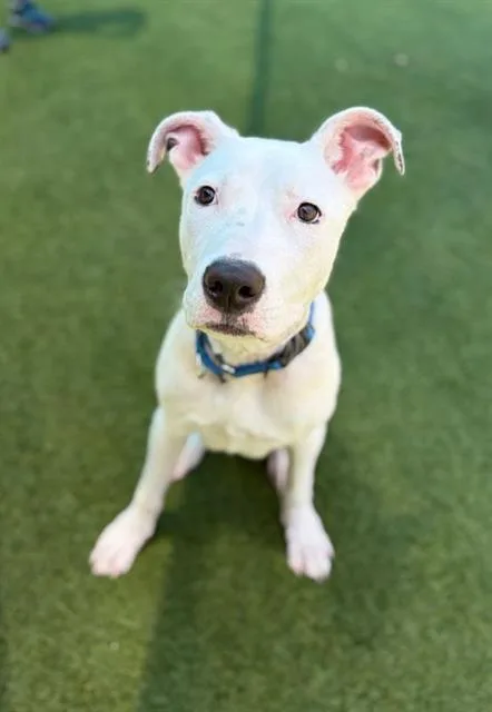 A young medium-sized male Pit Bull Terrier dog named David for adoption in Dallas, TX