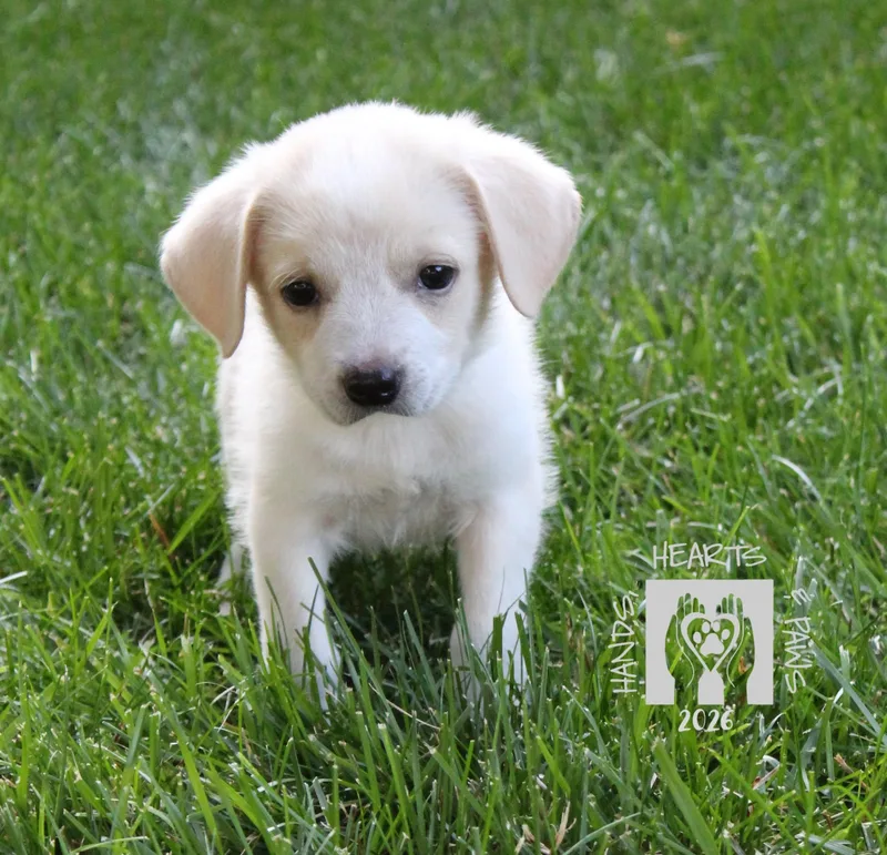 A baby medium-sized female White / Cream Australian Cattle Dog / Blue Heeler dog named Ruby Tuesday for adoption in Omaha, NE