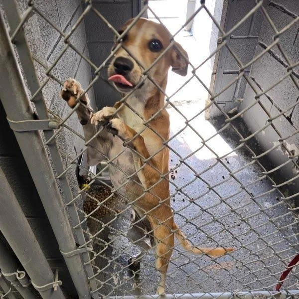A young medium-sized female Yellow / Tan / Blond / Fawn Labrador Retriever dog named Aspen for adoption in Austin, TX