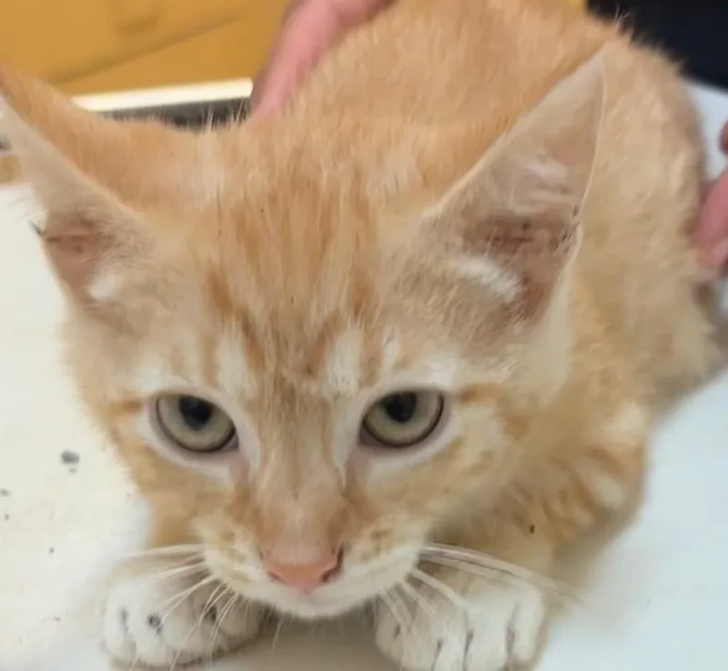 A baby small-sized male Domestic Short Hair cat named Lennon for adoption in Elizabethton, TN