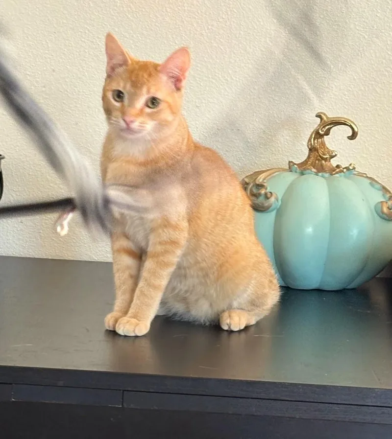 A young medium-sized male Tabby (Orange / Red) Tabby cat named Garret for adoption in Mission Viejo, CA