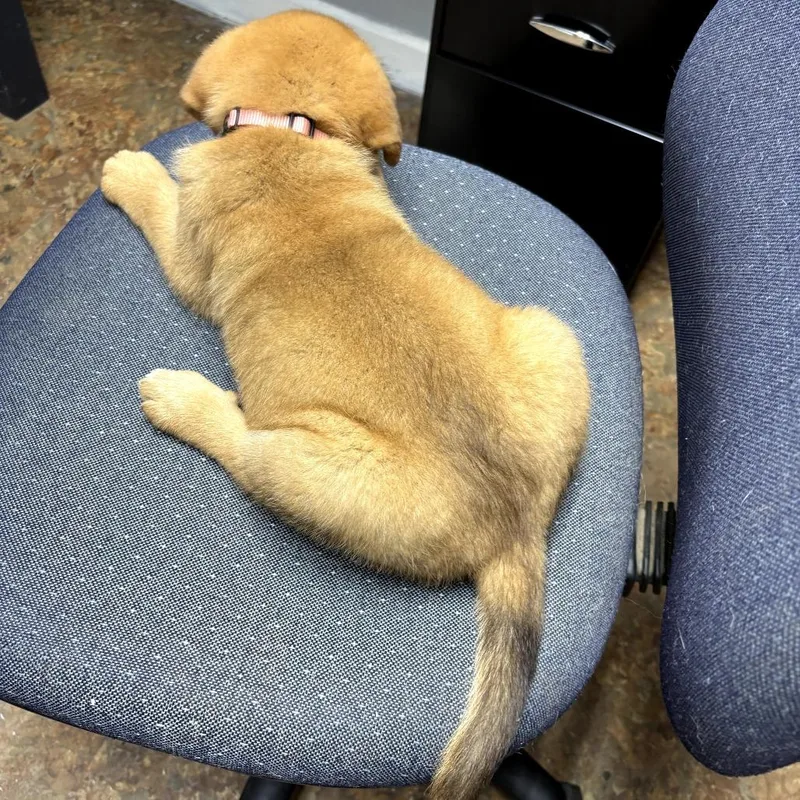 A baby medium-sized female Yellow / Tan / Blond / Fawn Labrador Retriever dog named Liberty for adoption in Mount Pleasant, TX
