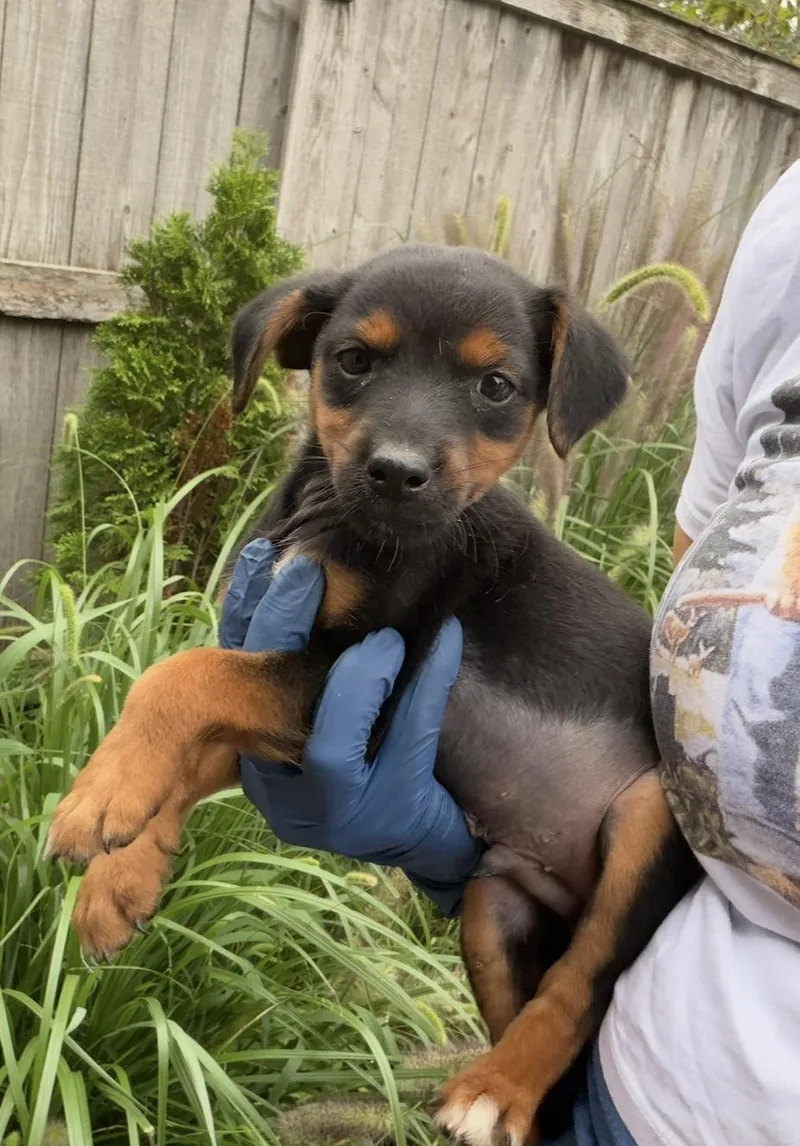 A baby medium-sized male Black Miniature Pinscher dog named Pinni for adoption in Wonder Lake, IL