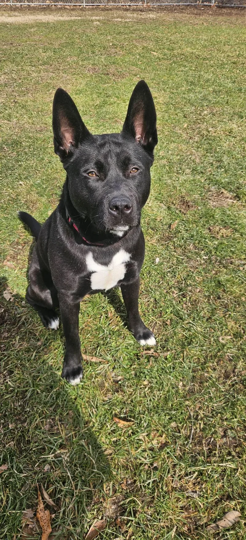 An adult large-sized female Black Shepherd dog named Luna for adoption in New Castle, PA