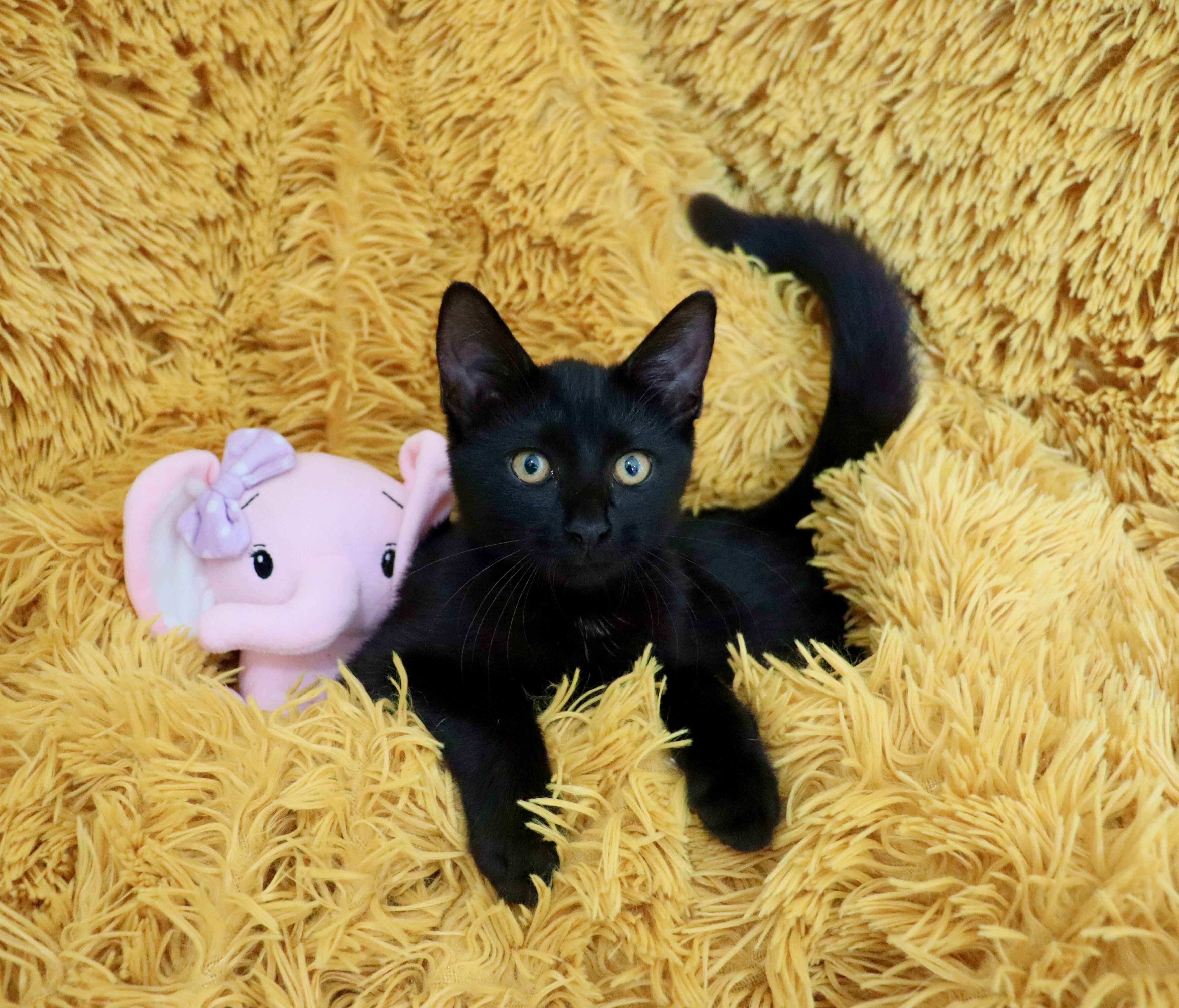 A baby medium-sized female Black Bombay cat named Ding and Dong for adoption in Saint Augustine, FL