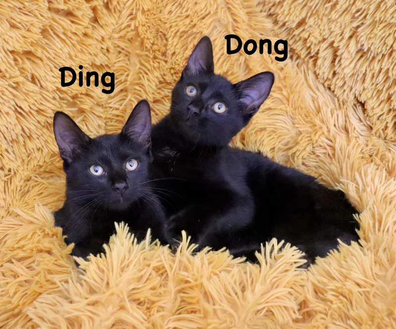 Ding and Dong thumbnail 2