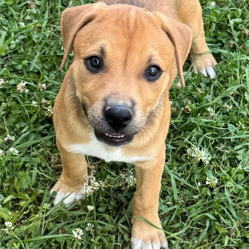 A baby small-sized female Yellow / Tan / Blond / Fawn Shepherd dog named Blondie for adoption in Chesapeake, VA