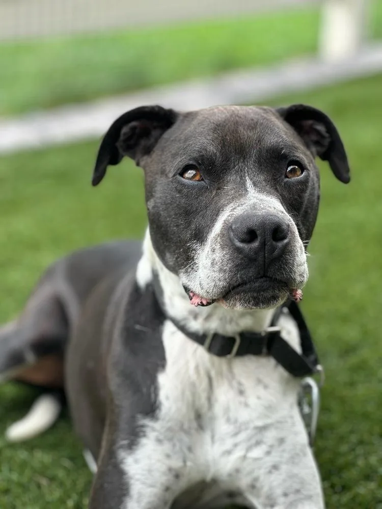 An adult medium-sized male Tricolor (Brown, Black, & White) Labrador Retriever dog named Gable for adoption in Littleton, CO