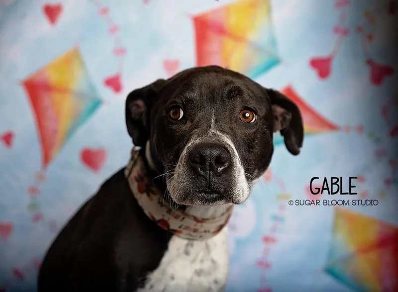 Gable thumbnail 4
