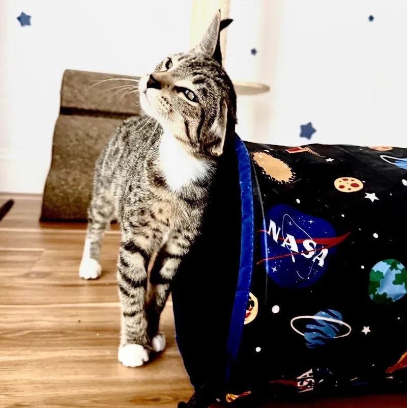 A baby small-sized female Domestic Short Hair cat named MuiMui for adoption in Miami, FL