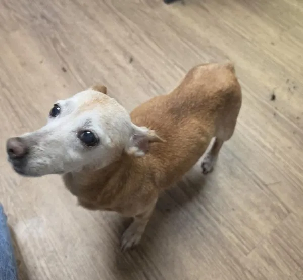 A senior small-sized female Chihuahua dog named Bubble Gum for adoption in Cleveland, TN