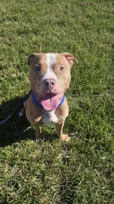 An adult medium-sized male Mixed Breed dog named Aang for adoption in West Chester, PA