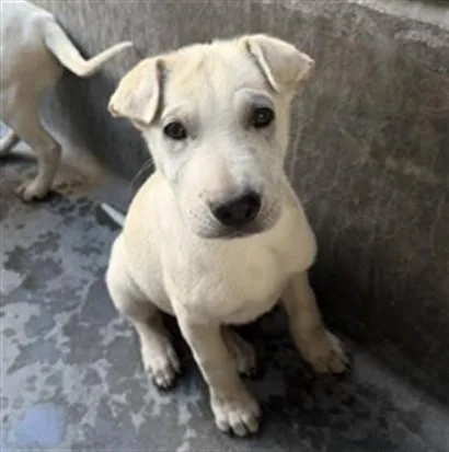 A baby small-sized male Labrador Retriever dog named Rio for adoption in Los Angeles, CA
