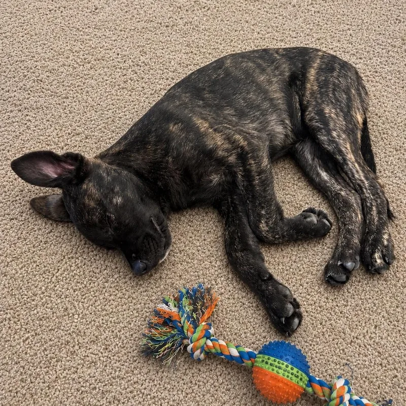 A baby large-sized male Brindle Mastiff dog named Ghost for adoption in Houston, TX