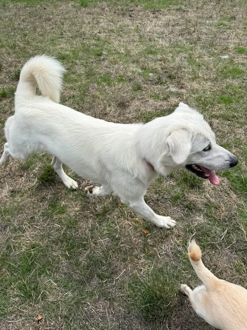 An adult large-sized female Great Pyrenees dog named Lena for adoption in Eugene, OR