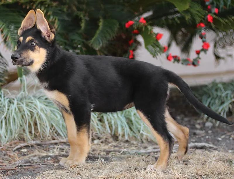 A baby large-sized female Black German Shepherd Dog dog named Ariana Von Miley for adoption in Los Angeles, CA