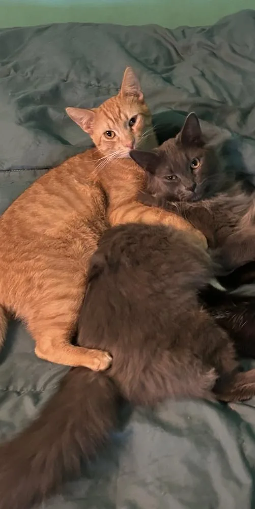 Ninetails thumbnail 2